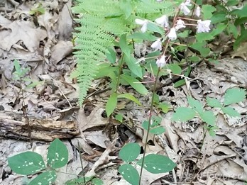 Naked-flowered ticktrefoil