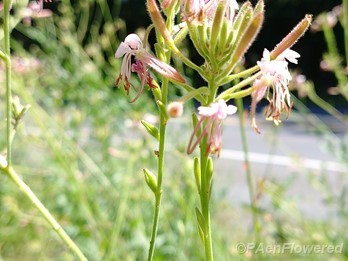 Plants in flower