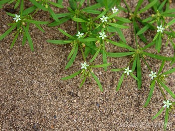 Green carpetweed