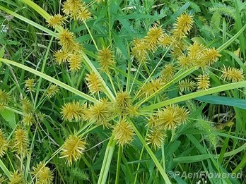 Leaf blades and spikelets