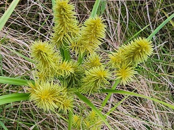 Spikelets