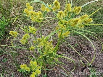 Plant form