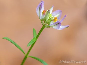 Plant in flower