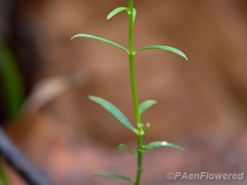 Plant form