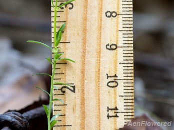 Plant form