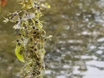 Floating bladderwort