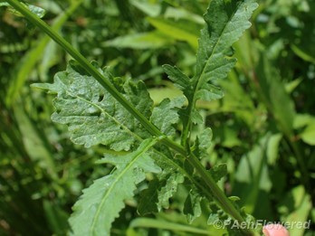 Leaves