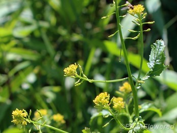 Plant in flower