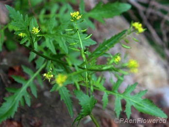 Plant in flower