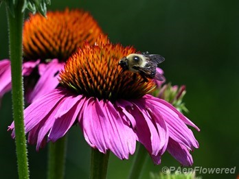 Flower with bee