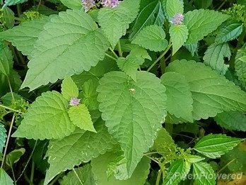 Flowers and Leaves