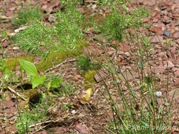 Plants with maturing florets