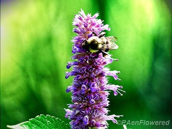Flowerhead with bee