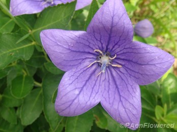 Flower bloom