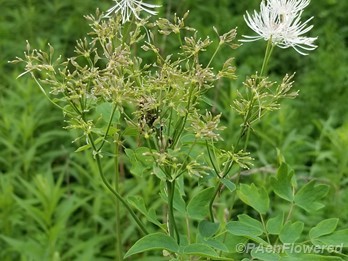 Staminate flowers and seed capsules