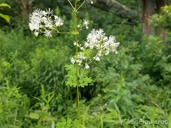 Plant form & habitat