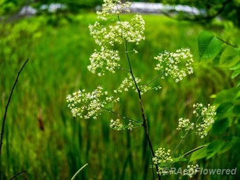 Plant in flower
