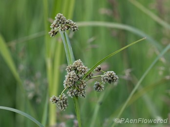 Culm and immature spikelets