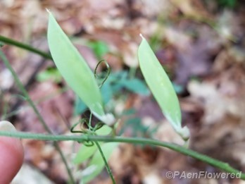 Seed pods