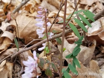 Wood vetch