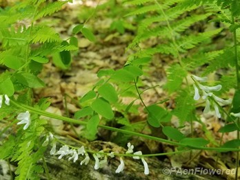 Plant form & habitat