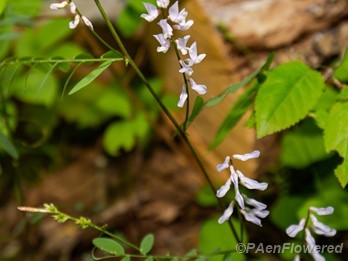 Inflorescences