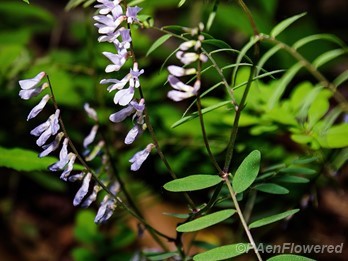 Leaves and inflorescences