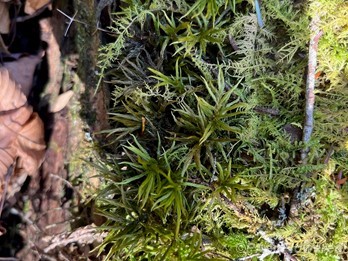 Typical gametophyte form