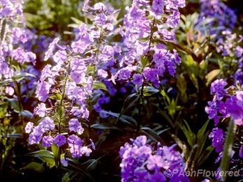 Plants in flower
