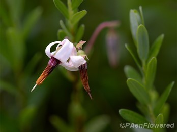 Flowers and leaves