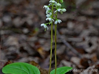 Plant in flower