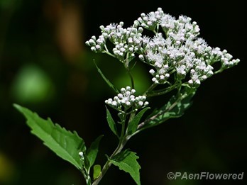 Inflorescence