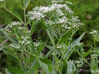 Plants in flower