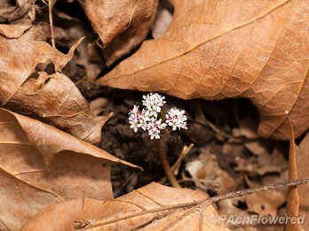 Plant in flower