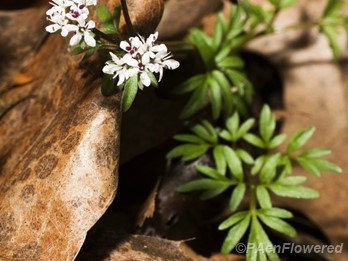 Flowers and leaves