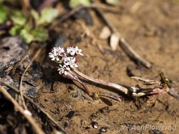 Plant in flower