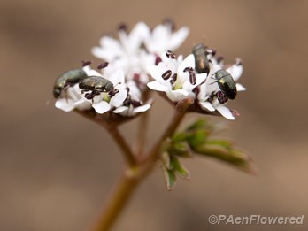 Flowers with beetles