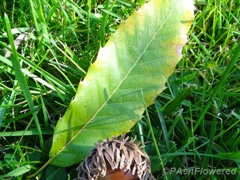 A leaf & acorn