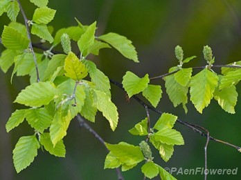River Birch