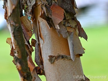 Peeling bark