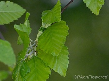 Leaves
