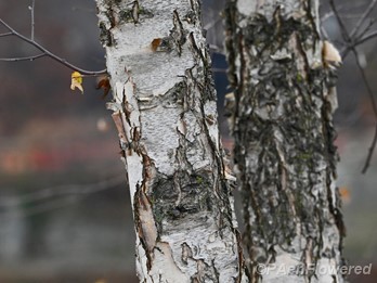 Mature bark