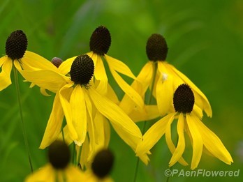 Plants in flower