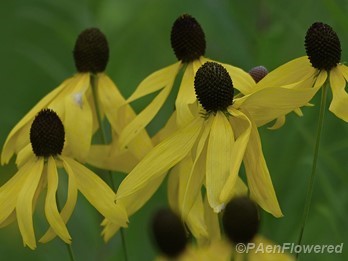 Plants in flower
