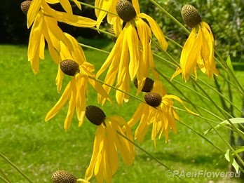 Plant in flower
