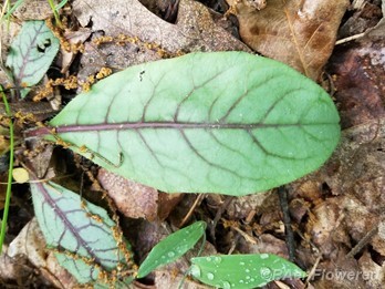 Leaf
