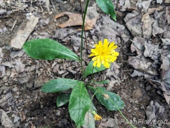 Rattlesnake hawkweed