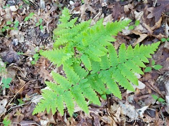 Young fern