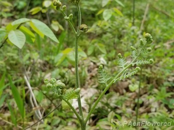 Unfurling fiddleheads