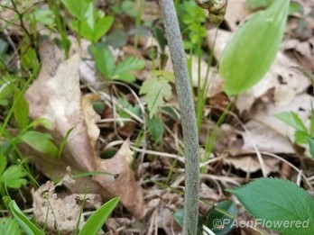 Unfurling fiddleheads